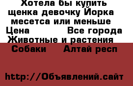 Хотела бы купить щенка девочку Йорка 2 месетса или меньше › Цена ­ 5 000 - Все города Животные и растения » Собаки   . Алтай респ.